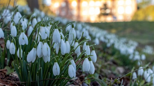 Snowdrops with Hughenden Manor in the distance